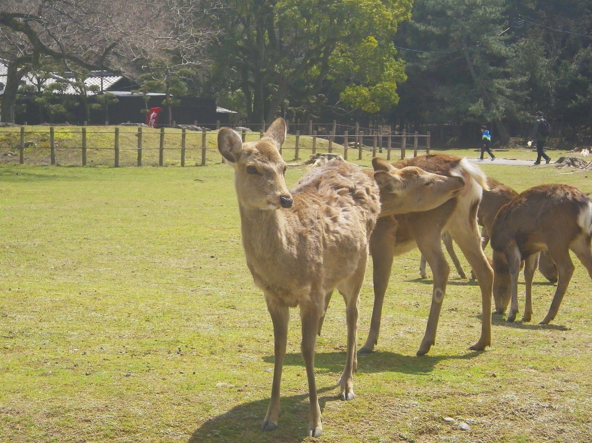 Kanko Hotel Tamaru Nara Buitenkant foto
